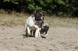 BOULEDOGUE FRANCAIS 157